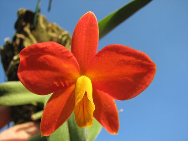 Sophronitis bicolor 'Ebani' x Sophronitis bicolor 'Munhol'