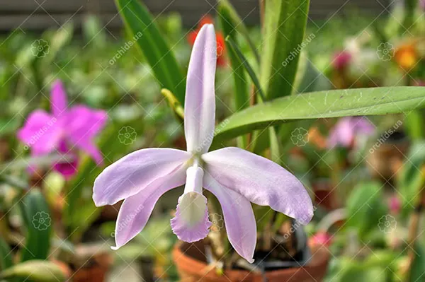Laelia perrini concolor 'AWZ' x Laelia perrini delicata 'AM' XXXX