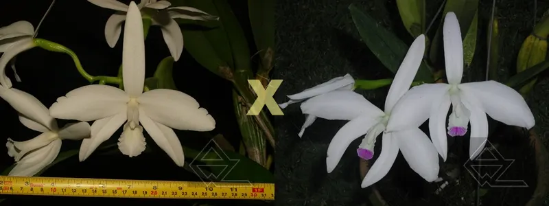 Laelia perrini delicata 'AM' XXXX x Laelia perrini semi alba 'WF'