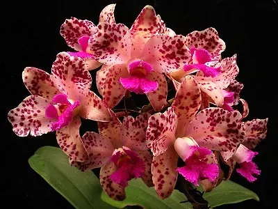 Cattleya amethystoglossa creme pintada 'Gaturama' x Cattleya amethystoglossa palha 'Gloriosa'