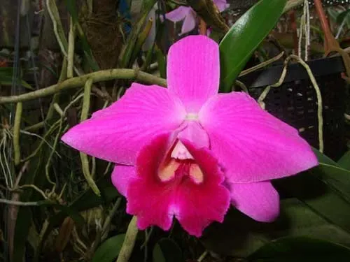 Laelia pumila 'Jungle' x SELF