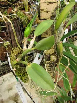 Laelia pumila 'Jungle' x SELF