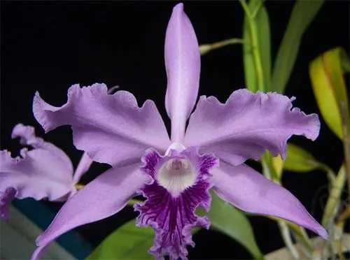 Laelia lobata coerulea 'AM-EC' x SELF