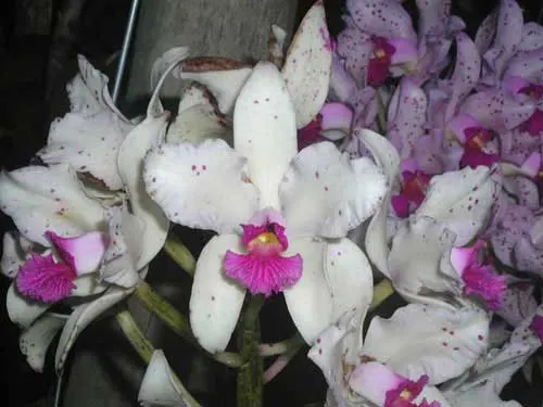Cattleya amethystoglossa creme 'WFS' x SELF