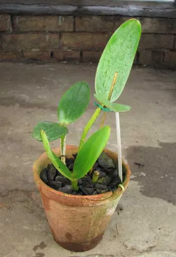 Cattleya amethystoglossa creme 'WFS' x SELF