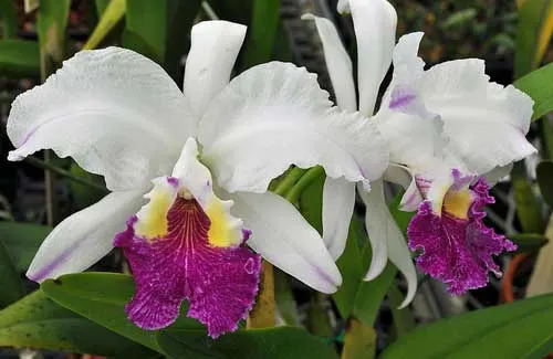 Cattleya lueddemanniana semi alba 'Meddelin' x Cattleya lueddemanniana semi alba 'Stanley'
