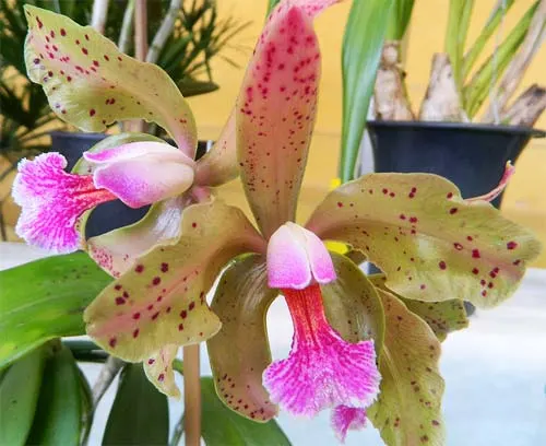 Cattleya granulosa 'Coliseu' x Cattleya granulosa 'Formosa'