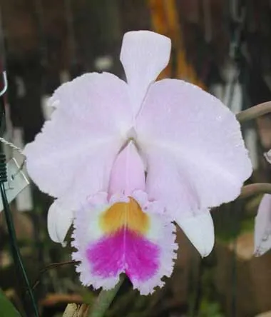 Cattleya trianae 'Waldemar Silva' (27-8) x Cattleya trianae lab. escuro-integro 'Monte Verde'