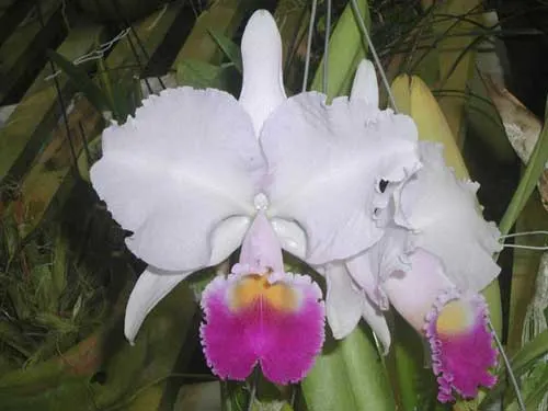 Cattleya trianae 'Taky Huailla' x SELF