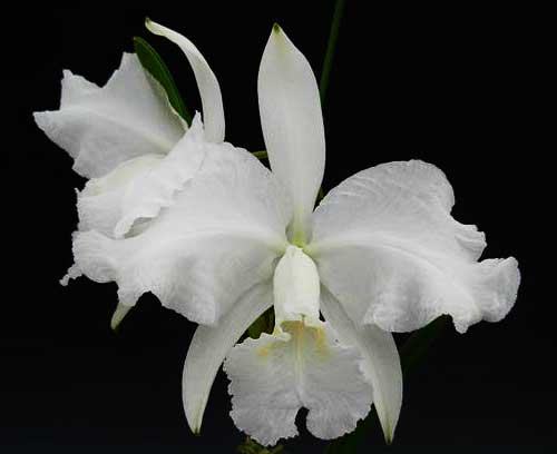 Cattleya lueddemanniana alba 'Candia' x self