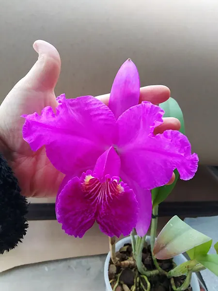 Cattleya lueddemanniana rubra 'Dark Giant' x Cattleya lueddemanniana escura 'Fennel IX'