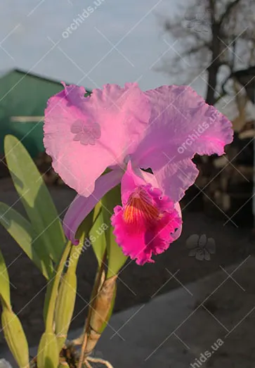Cattleya trianae tipo 'Fine Variety' (98-8) x Cattleya trianae 'India' (10-8)