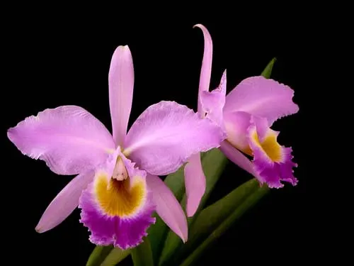 Cattleya eldorado alba 'Virginalis' x Cattleya eldorado 'Gigante Azul'