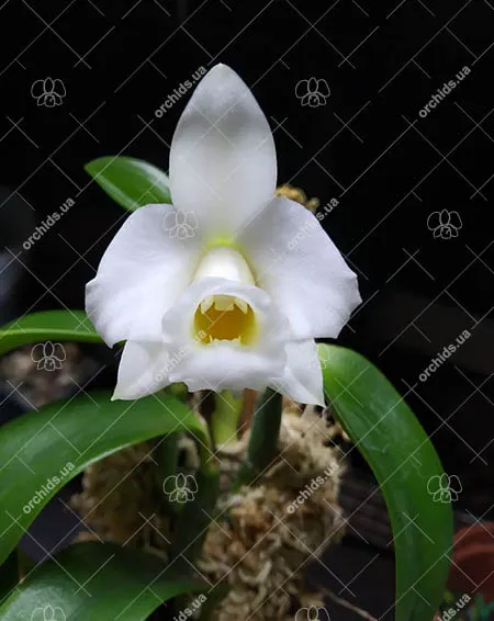 Laelia alaori alba 'Snow Flakes' x Laelia alaori alba 'SC'