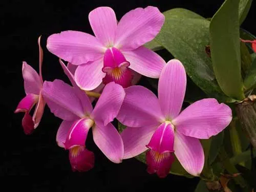 Cattleya violacea tipo 'Profusa' x Cattleya violacea tipo 'Redondinha'