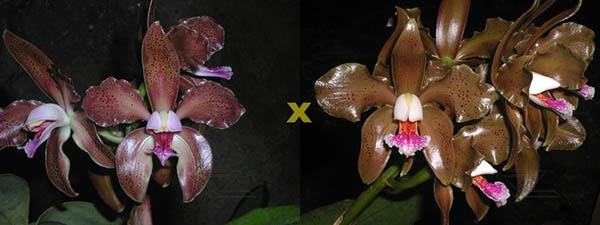 Cattleya schofieldiana 'GU' x Cattleya schofieldiana 'Jubarte'