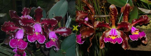 Cattleya schilleriana 'Ibiracu' x Cattleya schilleriana 'Agua Surda'
