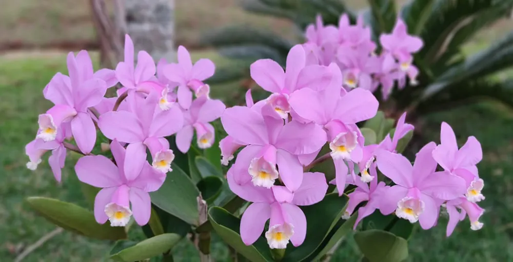 Cattleya harrisoniana 'Z-533' x Cattleya harrisoniana 'Rainha do Brejo'