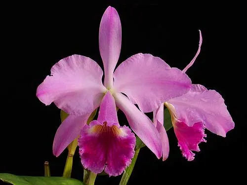 Cattleya jenmanii orlata 'Pacaraima' x SELF