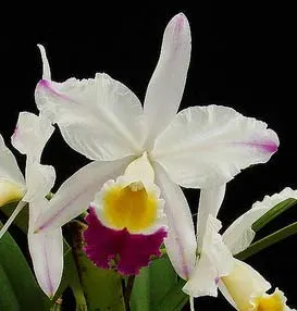 Cattleya eldorado semi alba 'Iracema' x SELF