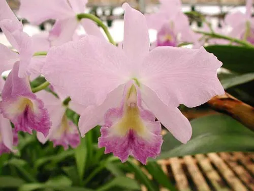 Cattleya bowringiana semi alba suave 'Tower Grove' x Cattleya labiata alba 'Nuvem Branca'