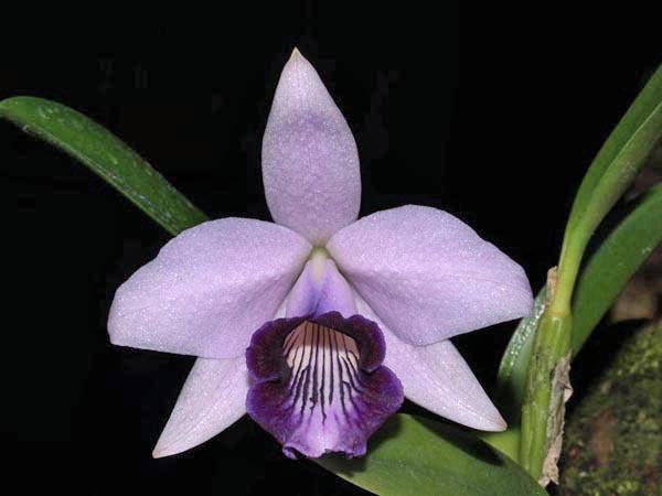 Laelia dayana caerulea 'Chojamaru' x SELF