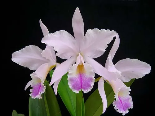 Cattleya labiata amesiana 'São Gabriel' (Z-8) x Cattleya labiata amesiana 'Rei Momo' (Z-43)