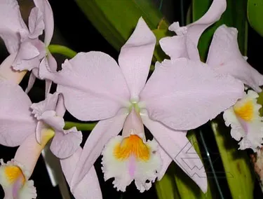 Cattleya labiata amesiana concolor 'Serra Negra' x Cattleya labiata amesiana 'Angel'
