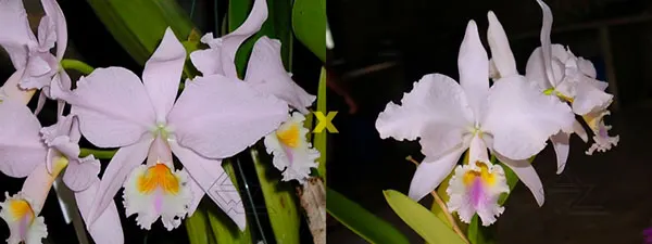 Cattleya labiata amesiana concolor 'Serra Negra' x Cattleya labiata amoena 'Preciosa' (Z-8)