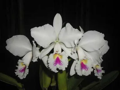 Cattleya trianae semi alba 'Rinaldi' x SELF