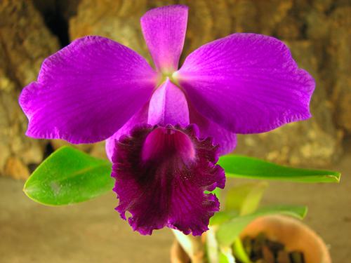 Cattleya labiata rubra integra-orlata-pincelada x Laelia pumila 'Ruby Queen'