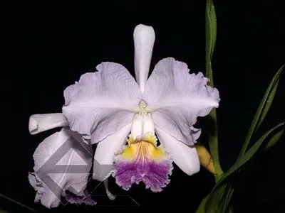 Cattleya lueddemanniana coerulea 'Monte Verde' x Cattleya lueddemanniana coerulea 'Mar azul'