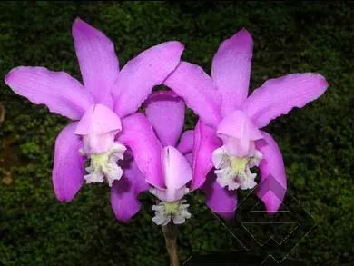 Cattleya kerrii 'Itapebí' x Cattleya kerrii 'Bahia'