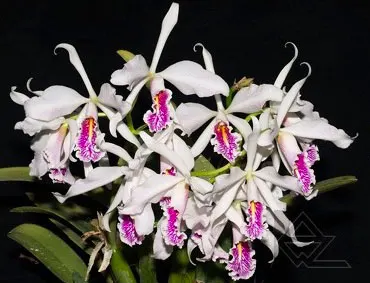 Cattleya maxima semi-alba 'AWZ' x SELF