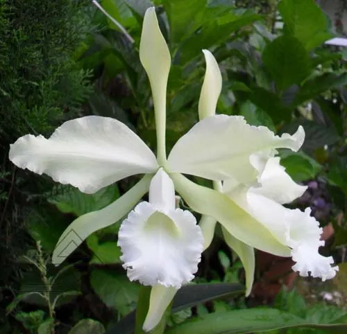 Cattleya warneri alba 'Da. Mercedes' x Laelia tenebrosa albina (DAR)