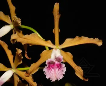 Laelia grandis tipo 'Edmundo Num 04' x SELF