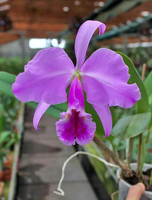 Cattleya jenmanii 'Boliva' x Cattleya jenmanii rubra 'Serra Negra'