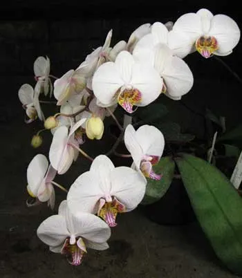 Phalaenopsis hybrid полосатый