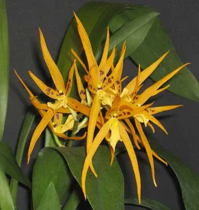 Brassada Mivada (Brassia brachiata X Ada aurantiaca)