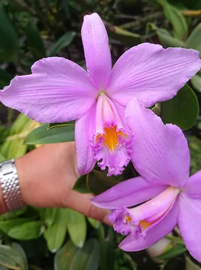 Laelia jongheana