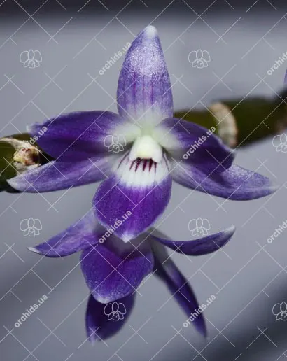 Dendrobium victoria reginae