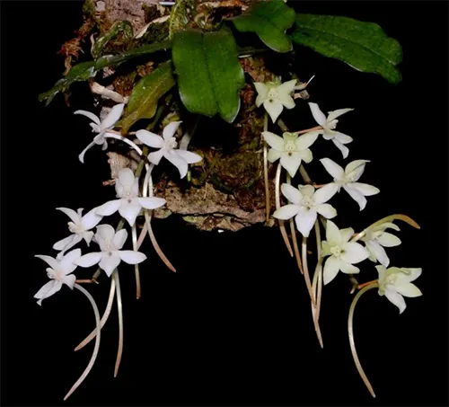 Aerangis mooreana