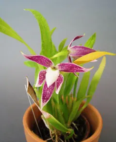 Encyclia garciana