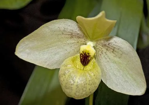 Paphiopedilum Maelstrom (Armeniwhite X jackii)