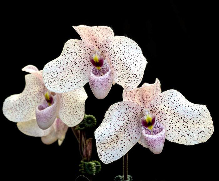 Paphiopedilum bellatulum x delenatii (Vanda M Pearman)