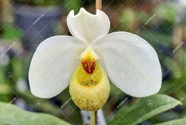 Paphiopedilum emersonii
