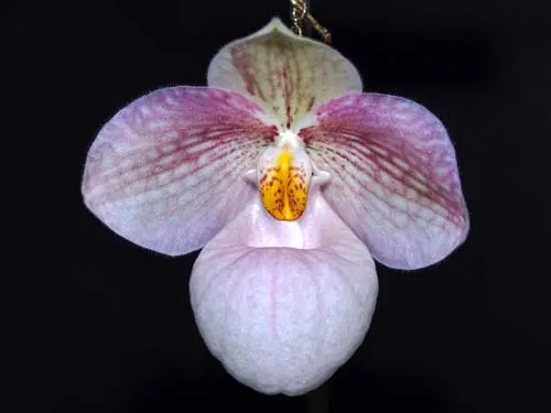Paphiopedilum emersonii x micranthum