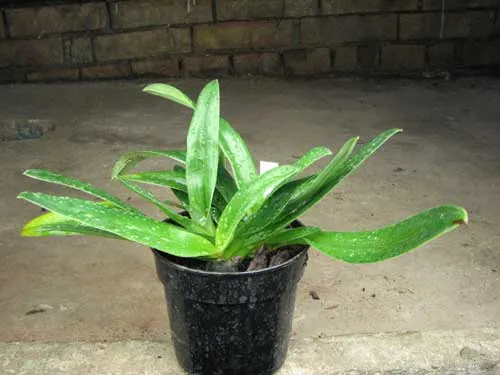 Paphiopedilum glaucophyllum X chamberlainianum X glanduliferum