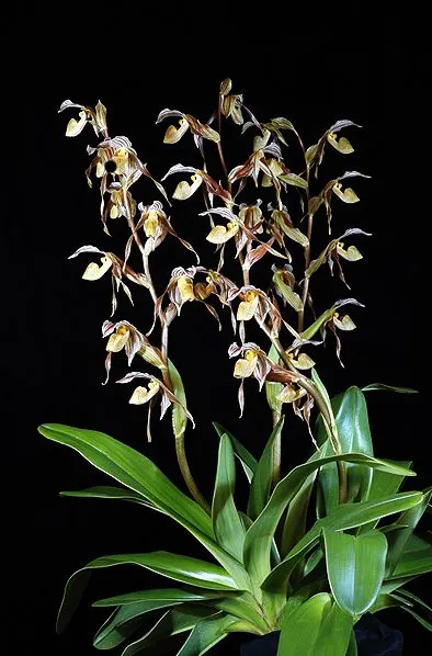 Paphiopedilum kolopakingii