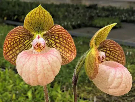 Paphiopedilum micranthum x malipoense